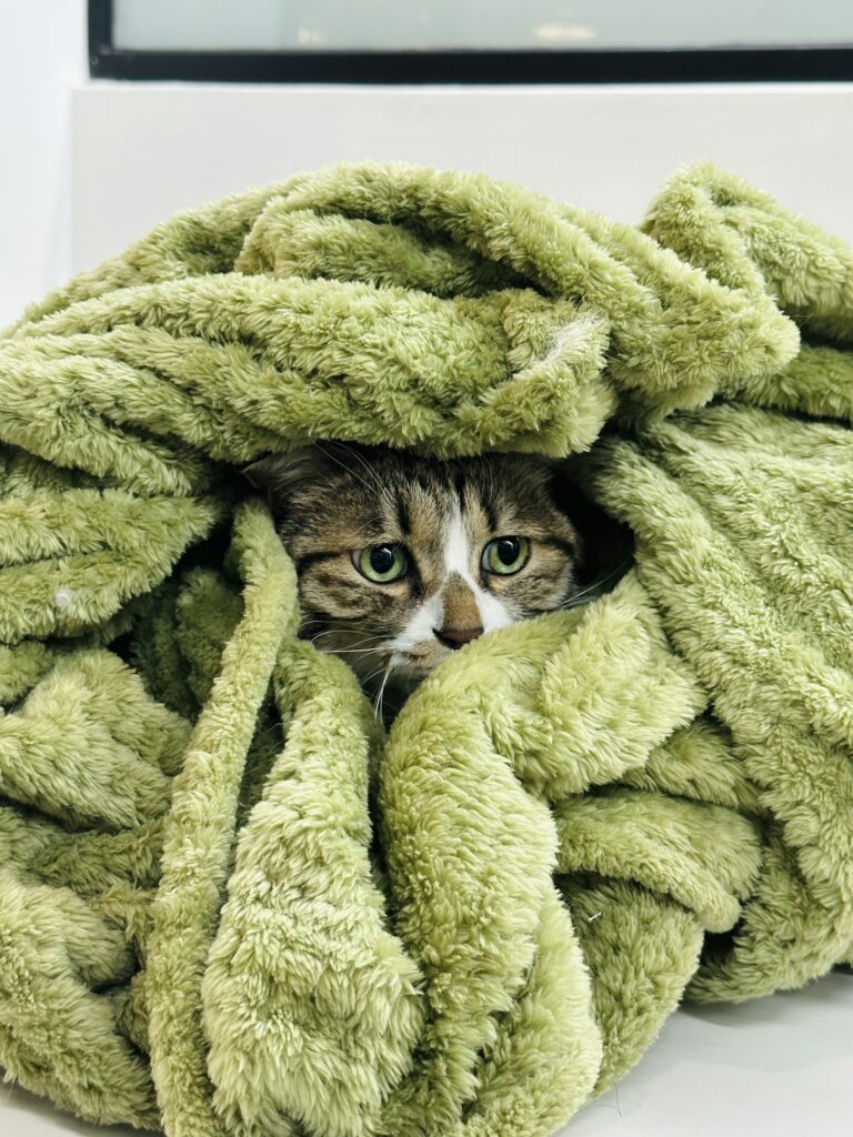 緑のふわふわした毛布の山から、顔だけを出している猫。