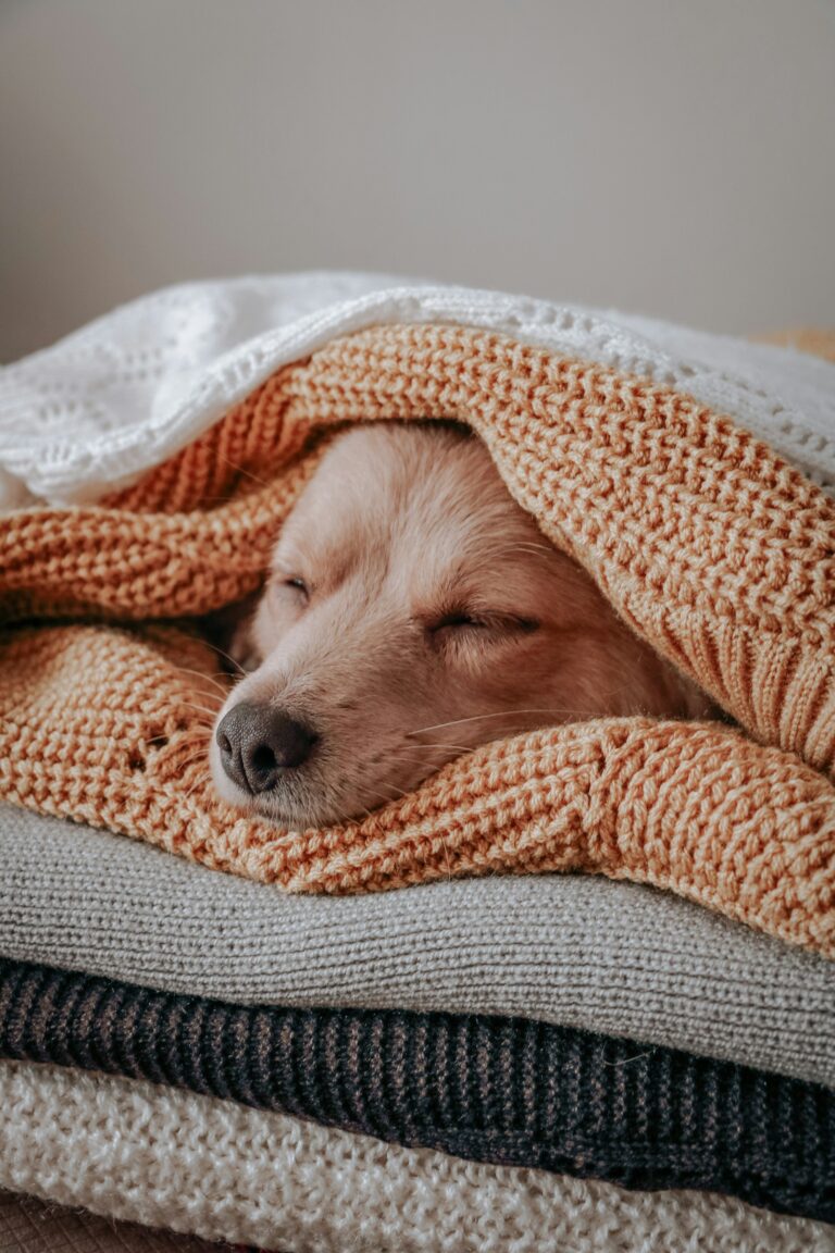 重ねた毛布の上で、オレンジの毛布をかぶって眠る犬。