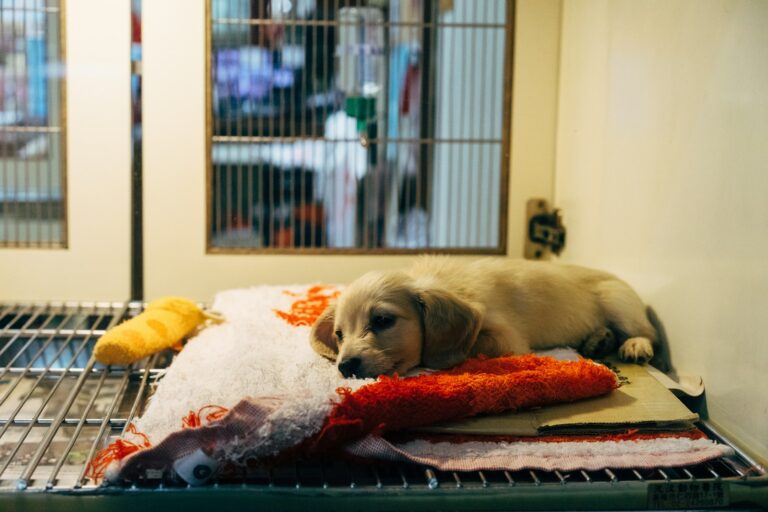 ケージの中で、赤い毛布の上に寝そべる子犬。